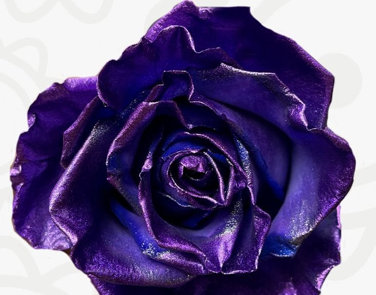 Roses Tinted Touch Of Purple